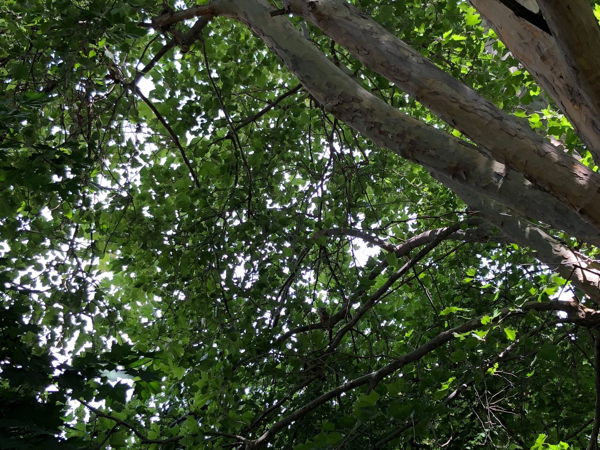 sycamore canopy