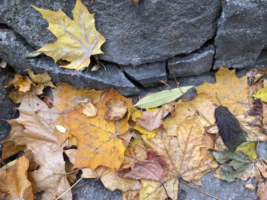 fall leaves on stone steps