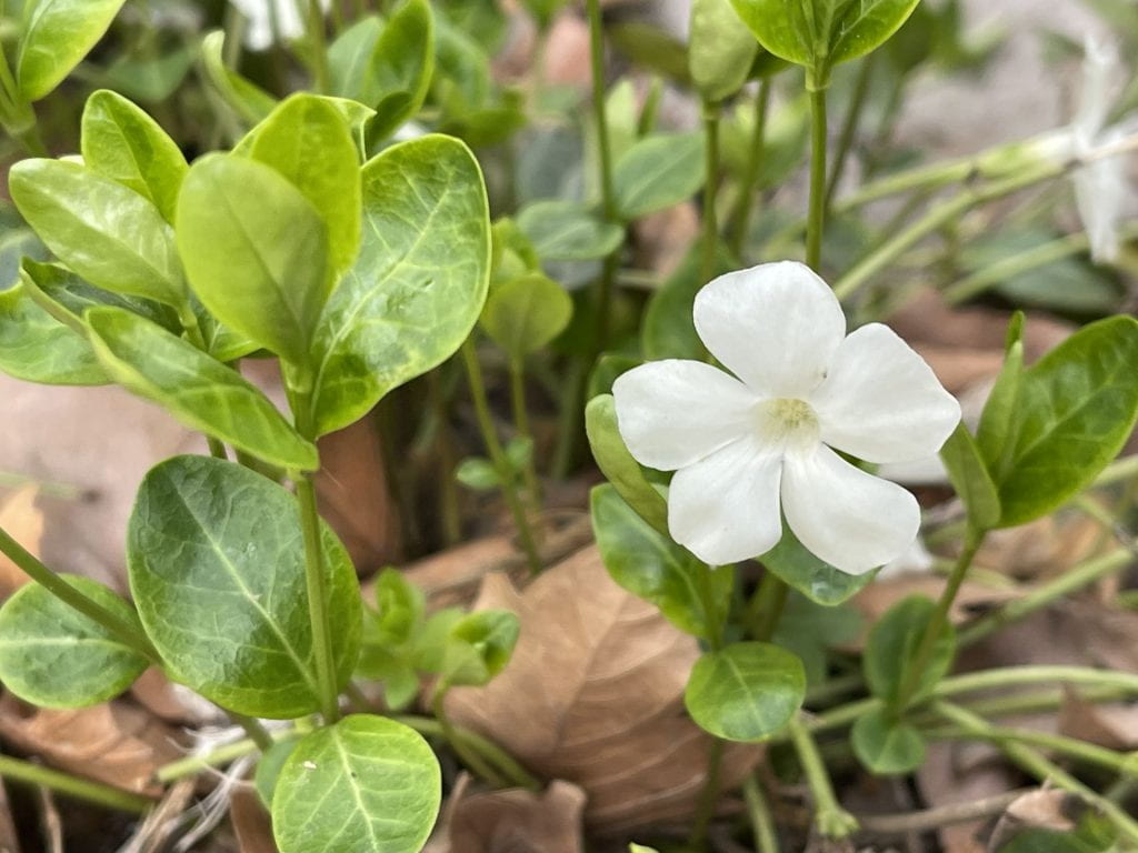 White periwinkle flower