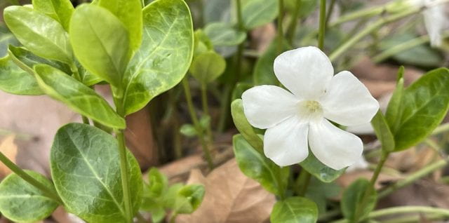 White periwinkle flower