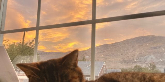 Cat in window at sunset