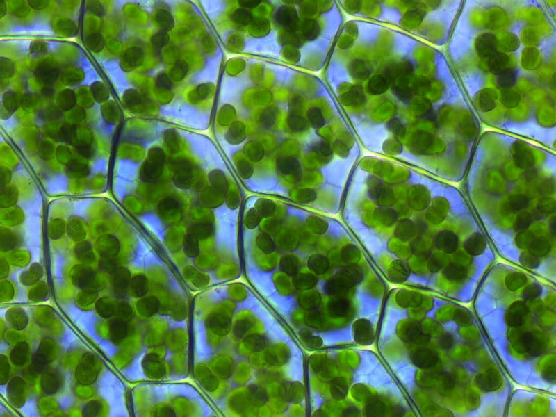 Chloroplasts in Plagiomnium affine moss by Kristian Peters -- Fabelfroh, CC BY-SA 3.0 , via Wikimedia Commons