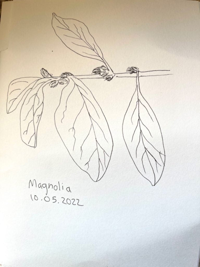 Magnolia Stellata—star magnolia Leaves and “pussywillow” type buds Sketch October, 2022