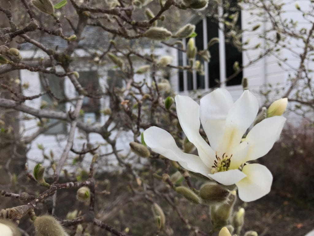 Magnolia Stellata—star magnolia