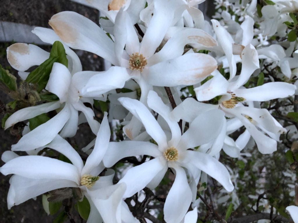Magnolia Stellata—star magnolia