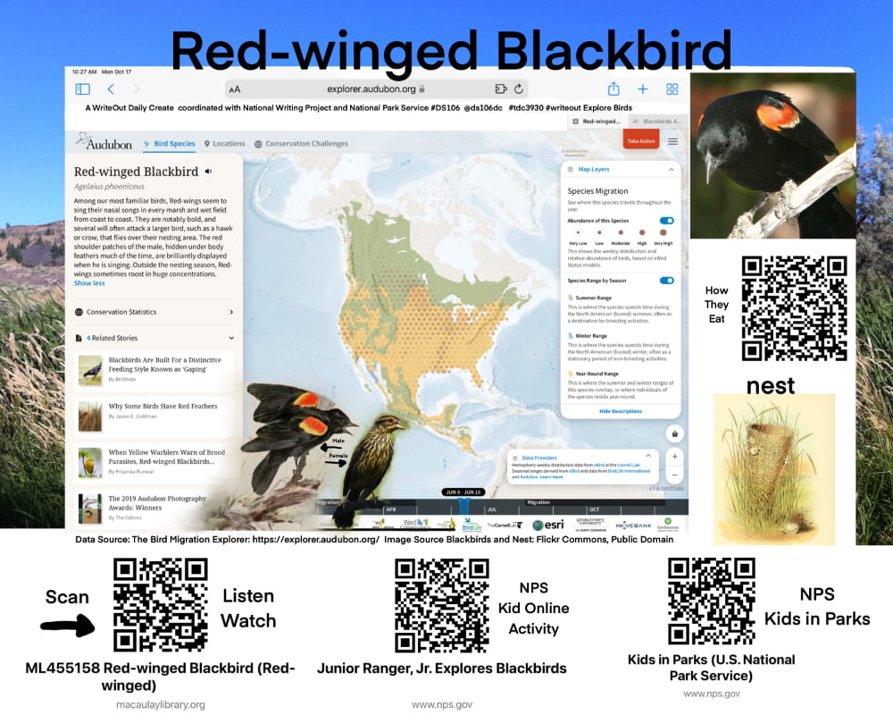 Infographic with QR codes to more information about red-winged blackbirds; info in post