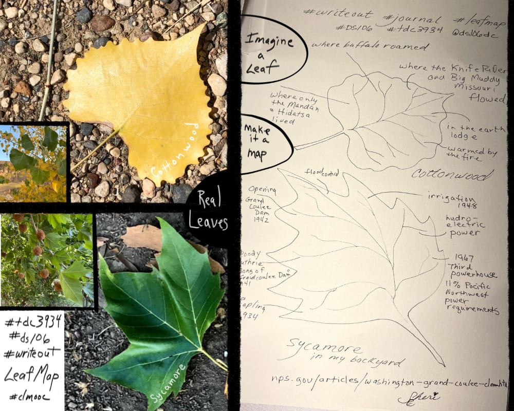 diagram of cottonwood and sycamore leaf, each surrounded with the histories a single tree may have witnessed [see post] also real photos of both leaves.