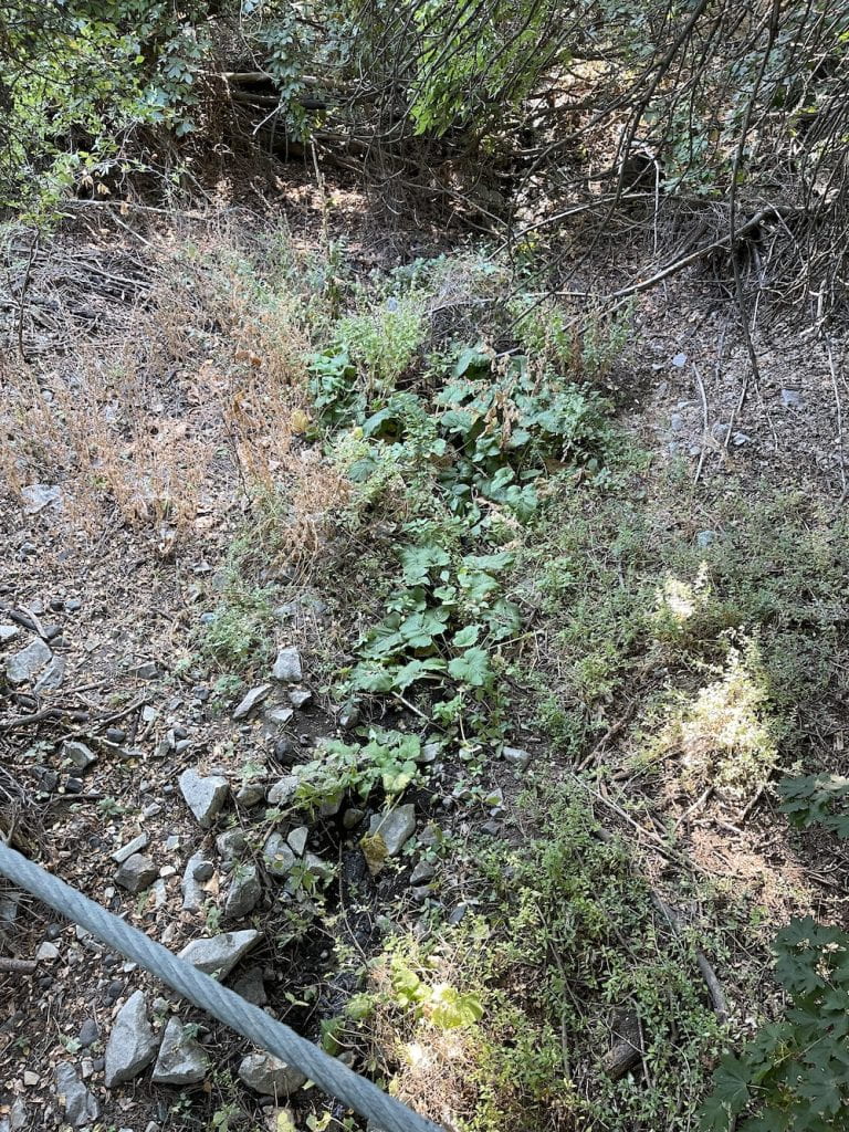 Looking down to Fiddle Creek from white wooden bridge