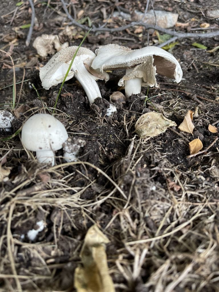 Mushroom Crop