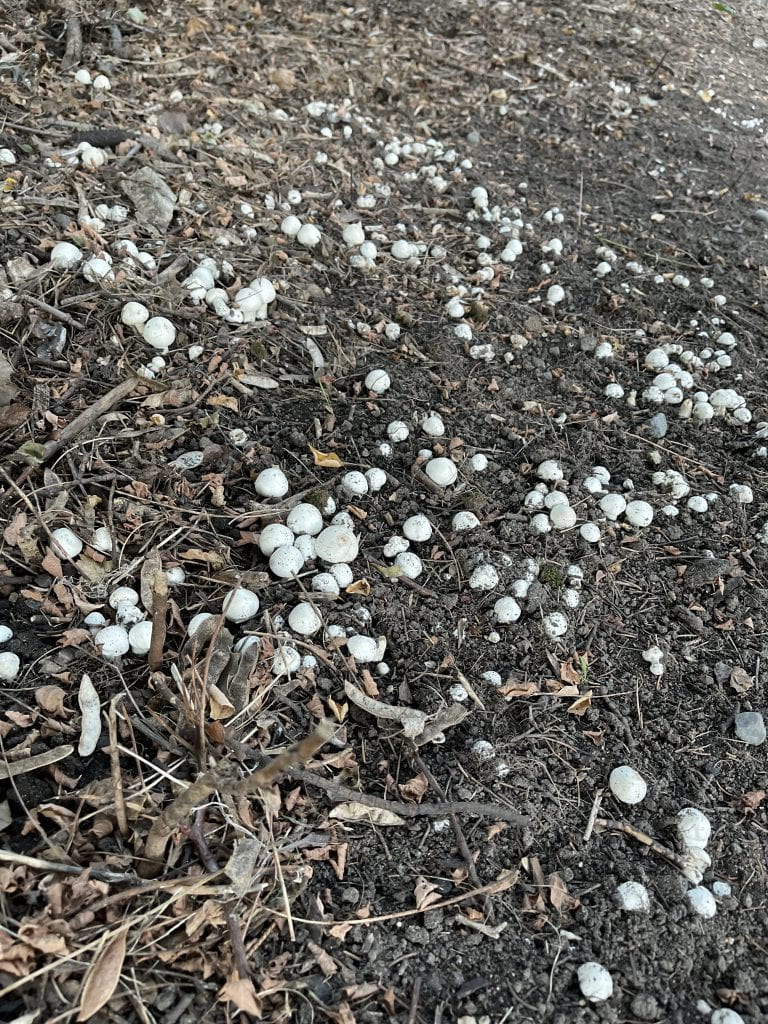 field of mushrooms