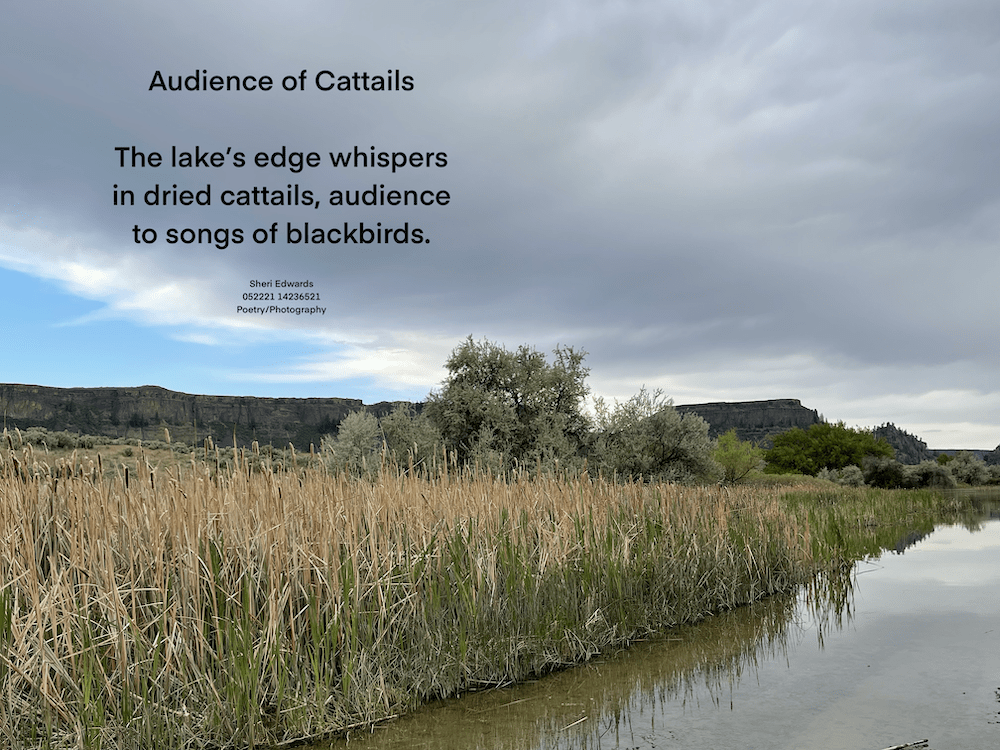 cattails and tules along Banks Lake, WA with poem: Audience of Cattails The lake's edge whispers in dried cattails, audience to songs of blackbirds. Sheri Edwards.