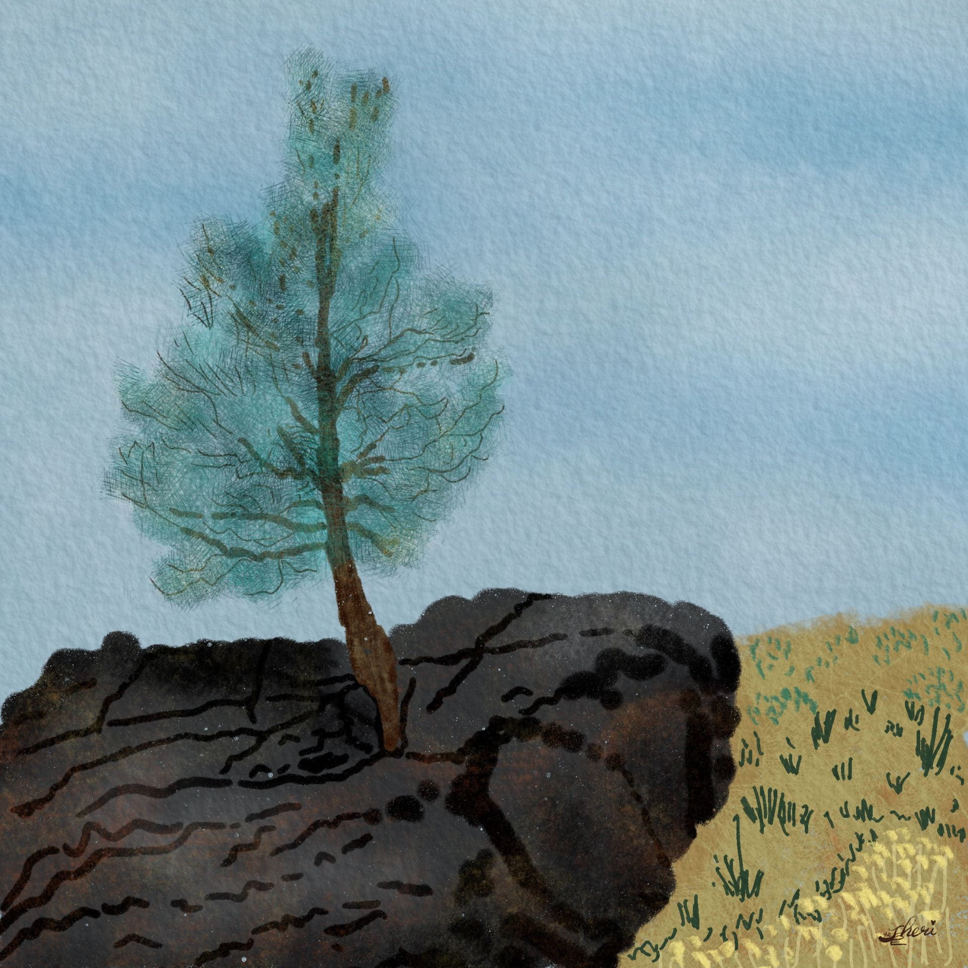 illustration of pine tree growing in basalt rock