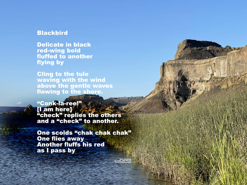 Banks Lake with basalt columns towering at the right and tules along the shore with poem: Blackbird

Delicate in black
red-wing bold
fluffed to another
flying by

Cling to the tule
waving with the wind
above the gentle waves
flowing to the shore.

“Conk-la-ree!”
[I am here]
“check” replies the others
and a “check” to another.

One scolds “chak chak chak”
One flies away
Another fluffs his red
as I pass by

Sheri Edwards  
