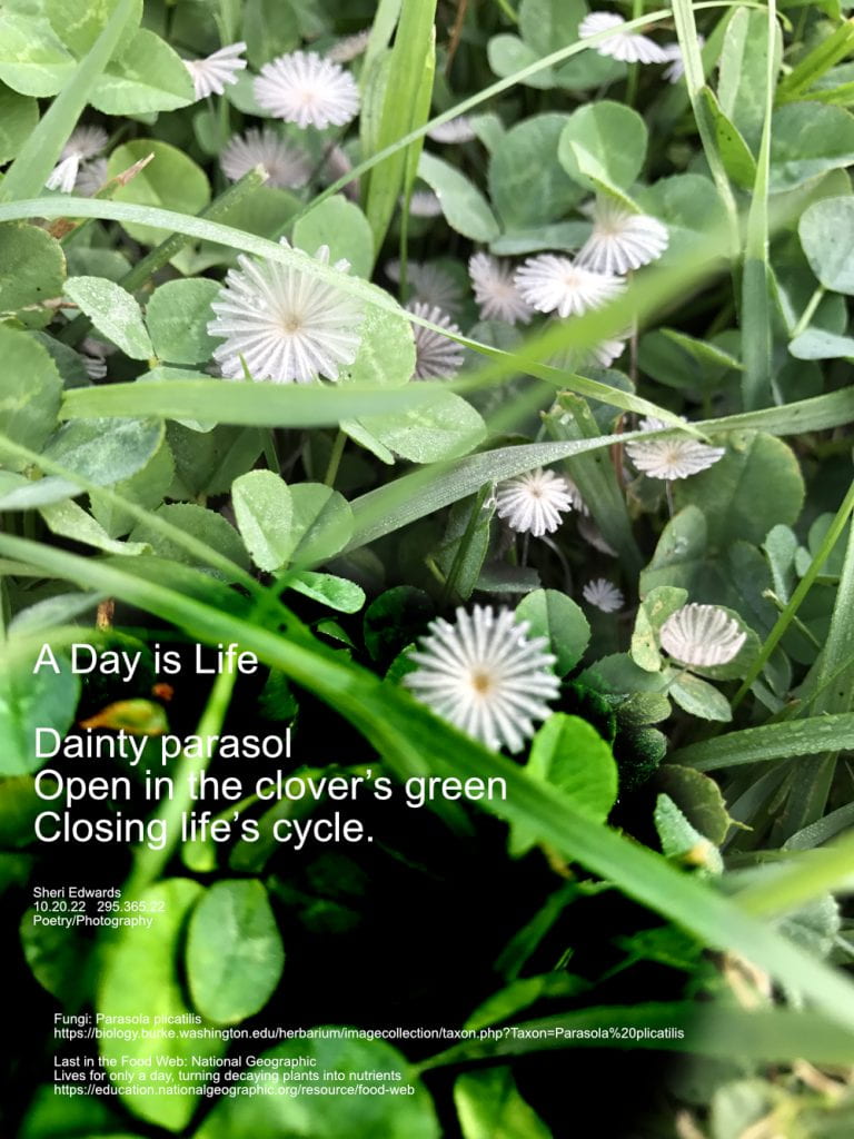 Fungi: Parasola plicatilis in the clover in our yard with poem from post