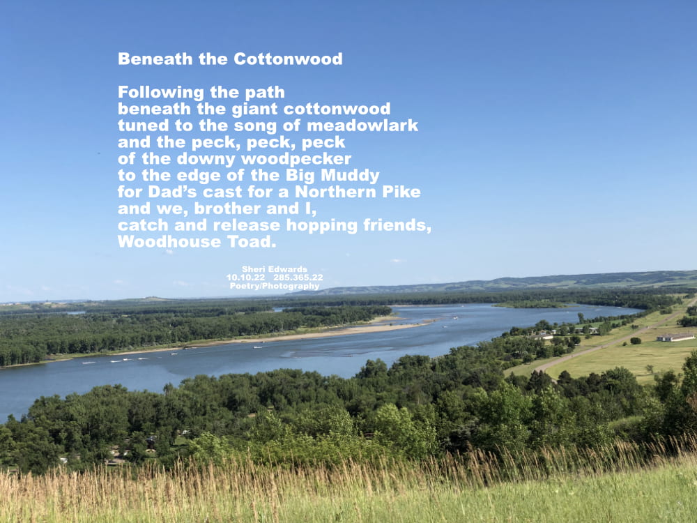 Missouri River cottonwoods from July, 2019 south of Mandan, ND