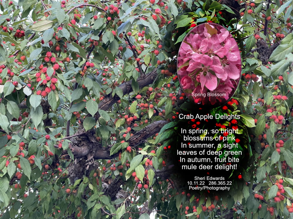 crab apple tree with many red crab apples in October with insert of its pink May blossoms