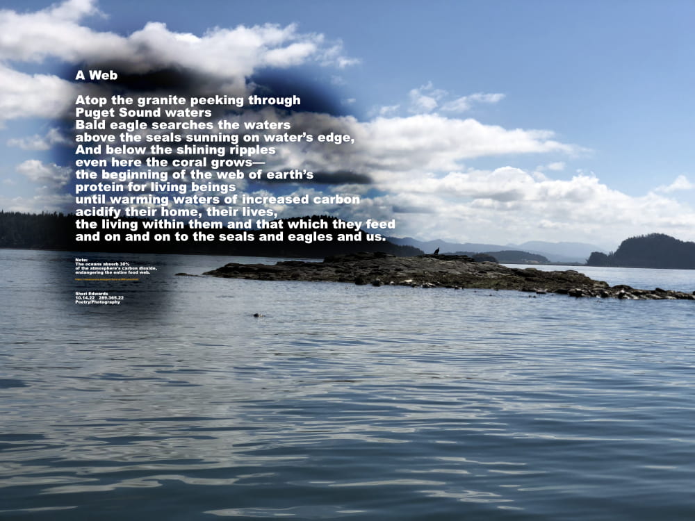 A Web

Atop the granite peeking through
Puget Sound waters
Bald eagle searches the waters
above the seals sunning on water’s edge,
And below the shining ripples
even here the coral grows— 
the beginning of the web of earth’s
protein for living beings 
until warming waters of increased carbon
acidify their home, their lives,
the living within them and that which they feed
and on and on to the seals and eagles and us.

Note: the oceans absorb 30% of carbon dioxide, endangering the entire food web. 

Sheri Edwards  
10.14.22   289.365.22  
Poetry/Photography
