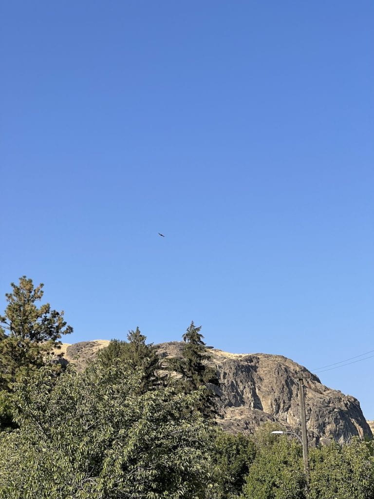 turkey vulture circling about the granite outcrop north of town