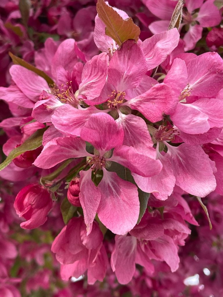 crab apple tree blossom in May-- bright pink