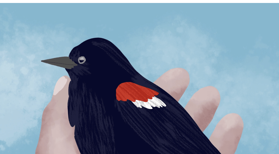 illustration of red-winged blackbird in a hand
