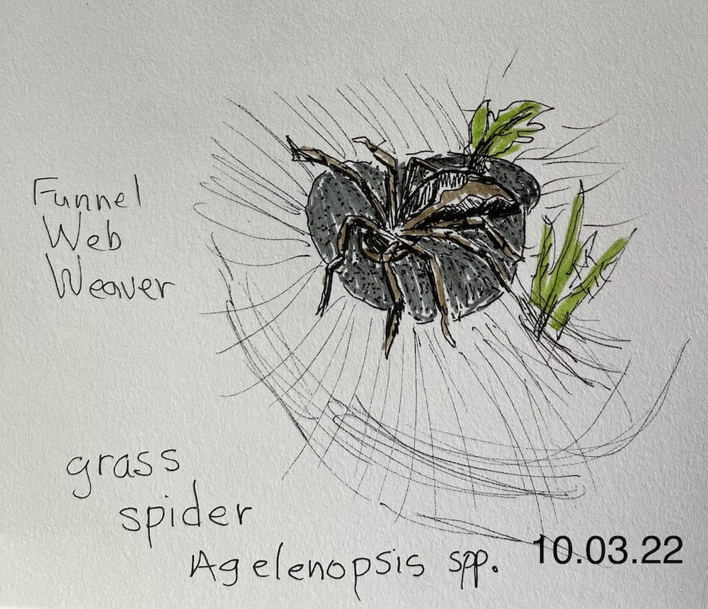 inked sketch of grass spider, a funnel web weaver