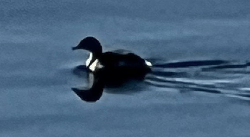 waterfowl-- black head, beak, and eyes with white bit on tail and a bit behind its head; white breast with black "v" in center swimming on Banks Lake, WA
