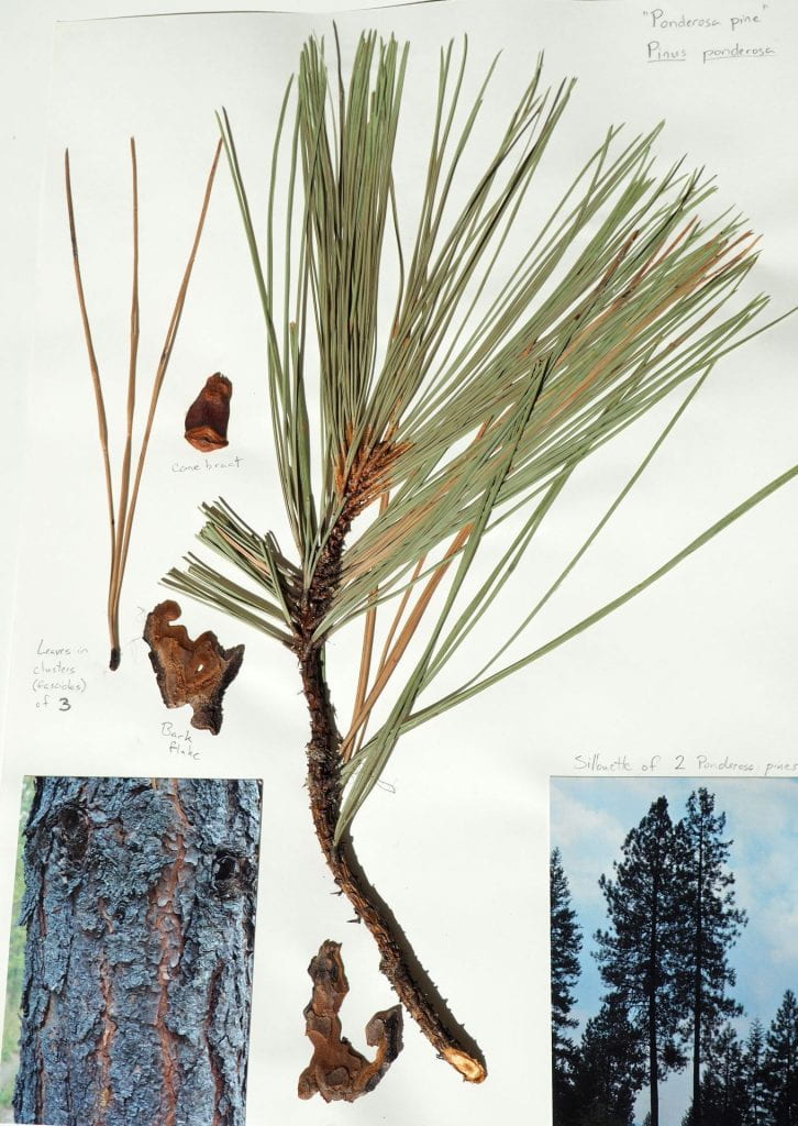 Ponderosa pine needles, bark, tree for identification