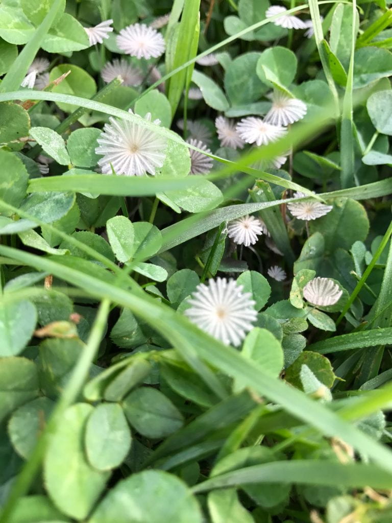Fungi: Parasola plicatilis in the clover in our yard
