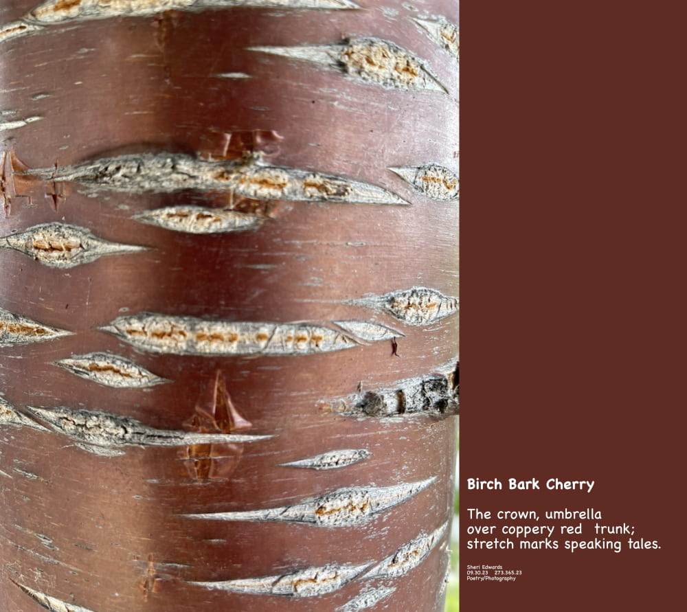birch bark cherry -- the red bark with stretch marks that look like mouths telling tree stories