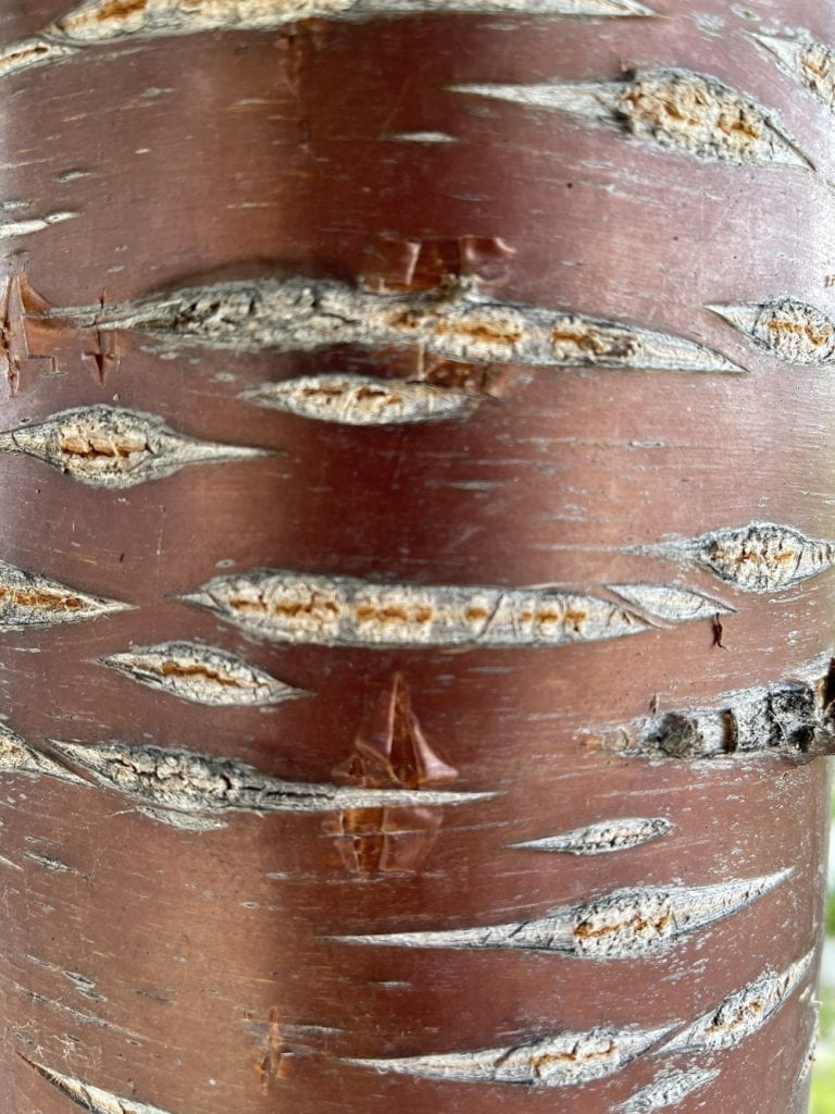 red bark of tree-- smooth with horizontal stretch marks