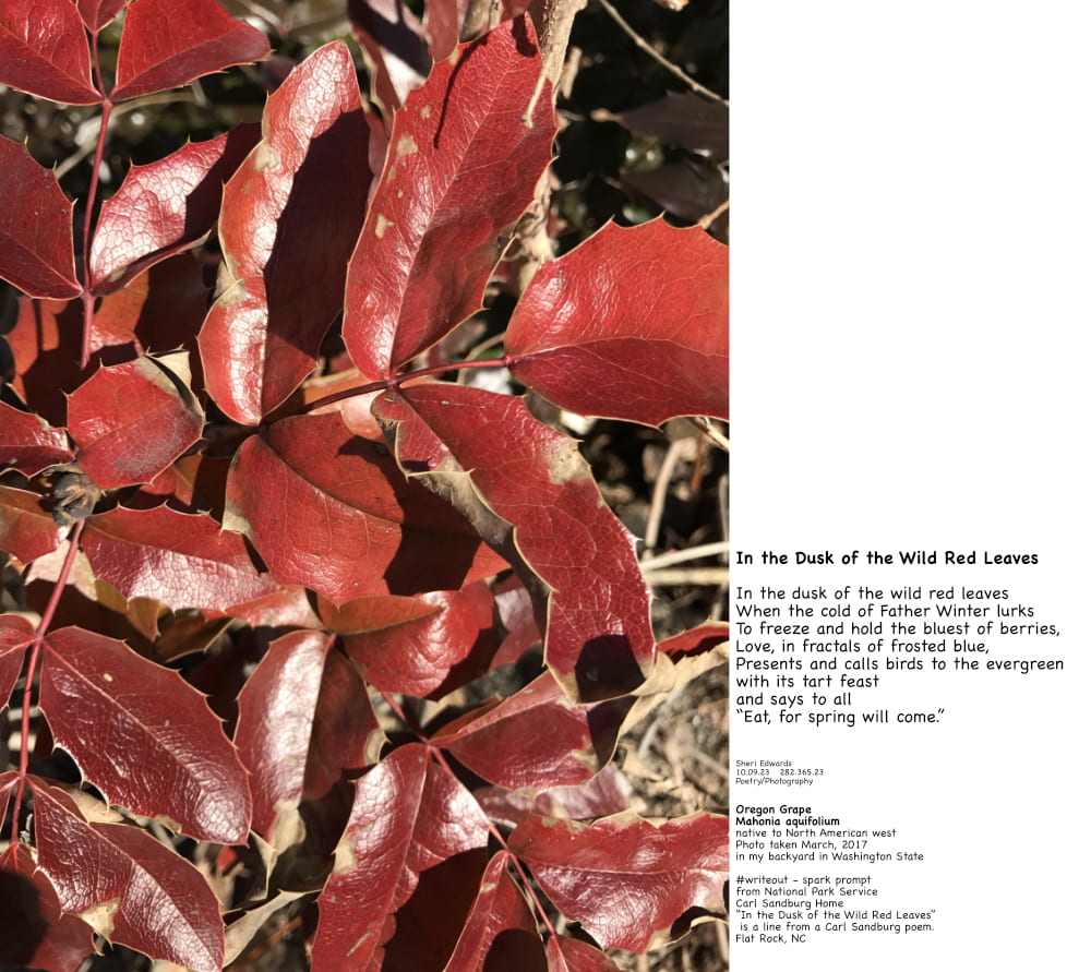 poem beside Oregon Grape
Mahonia aquifolium
native to North American west 
Photo taken March, 2017 
in my back yard in Washington State