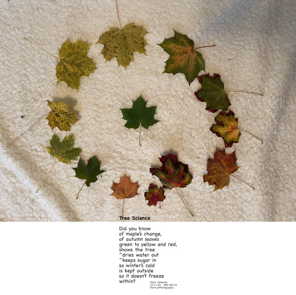 Color Change Circle of maple leaves in stages and types of color change with poem