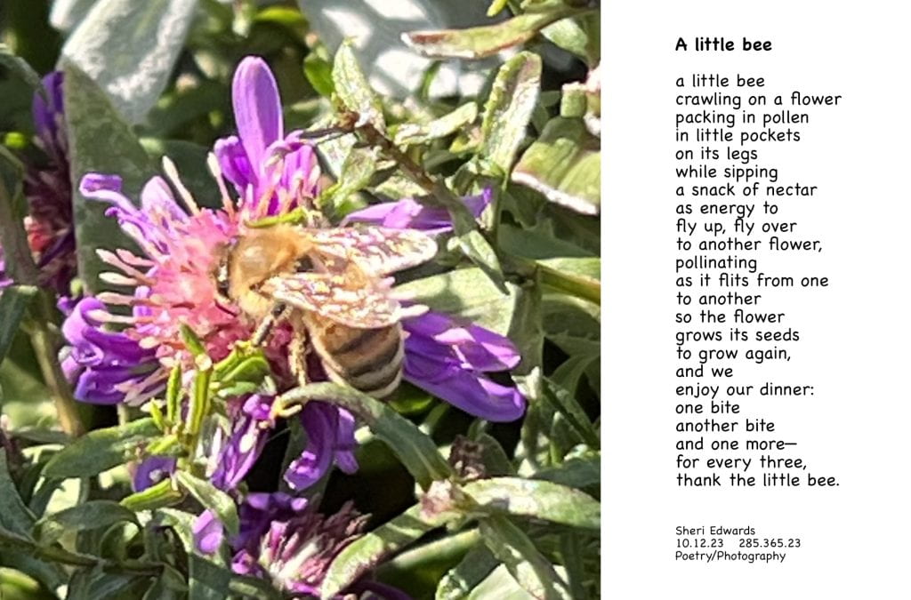 a little bee on a purple flower with poem