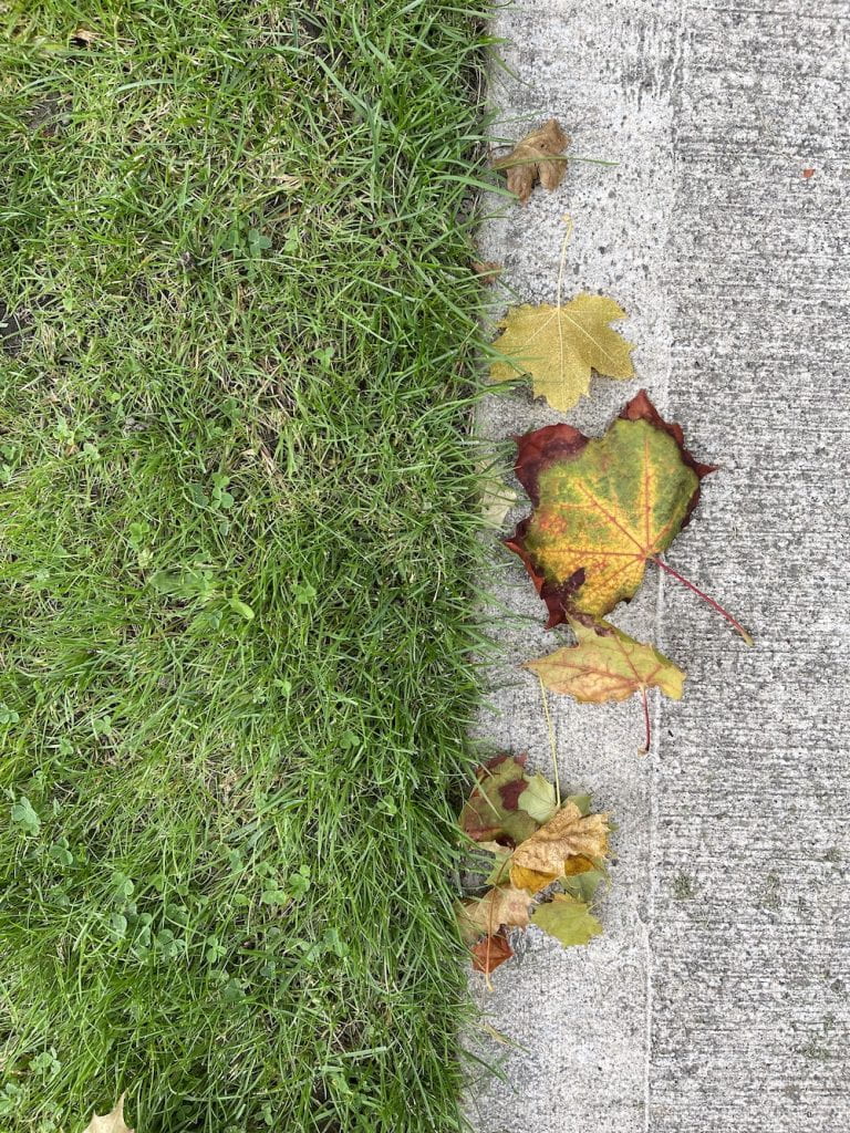 autumn maple leaves all in a row on the grass lined sidewalk