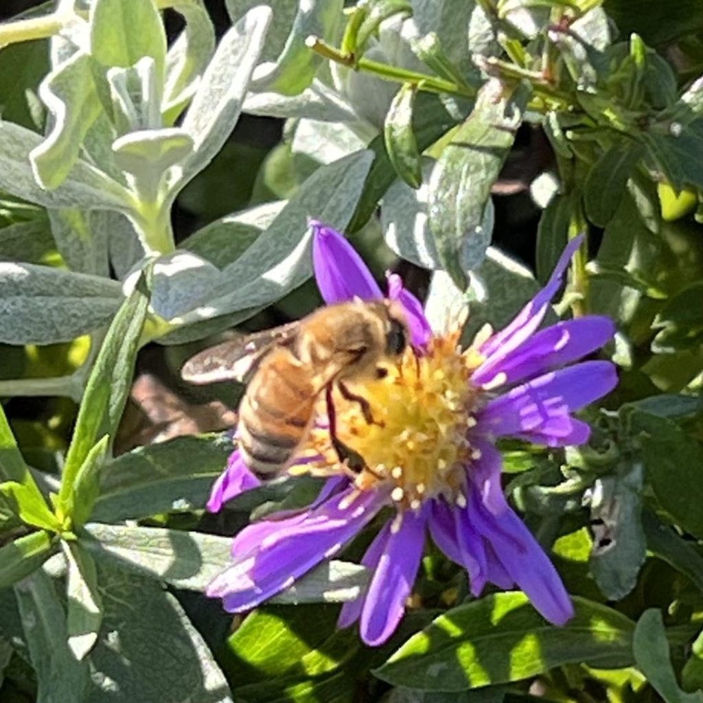 bee on purple flower with yellow Center