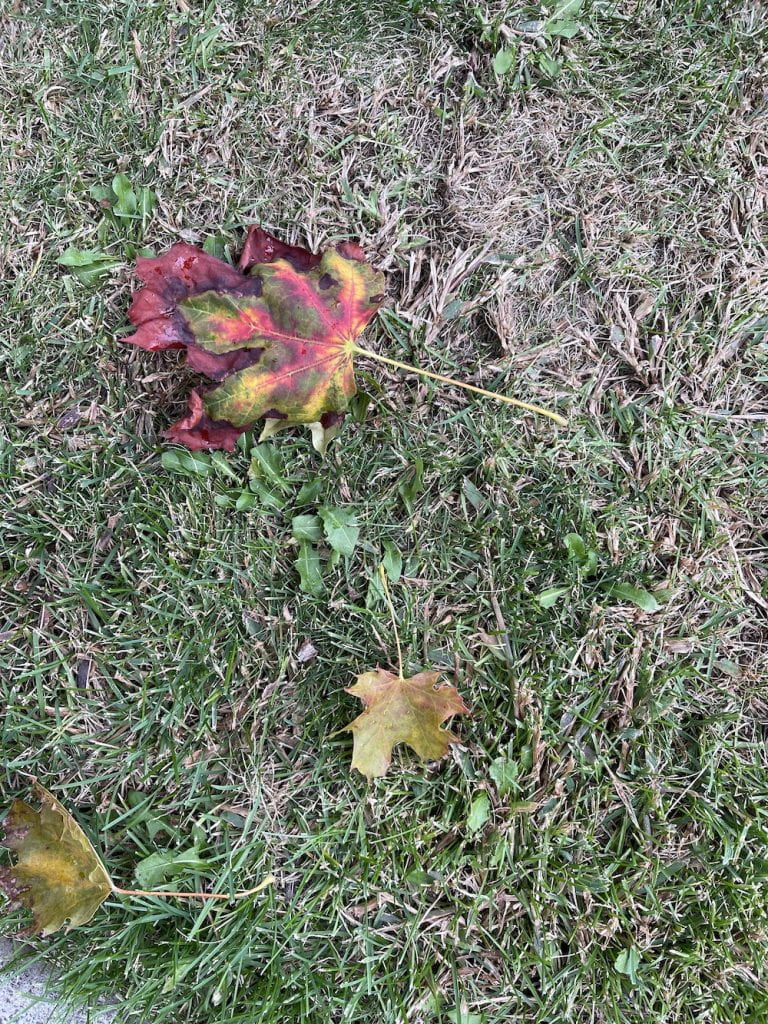 One Strange Maple Leaf: Green, Red, Yellow with a crisp red edge.