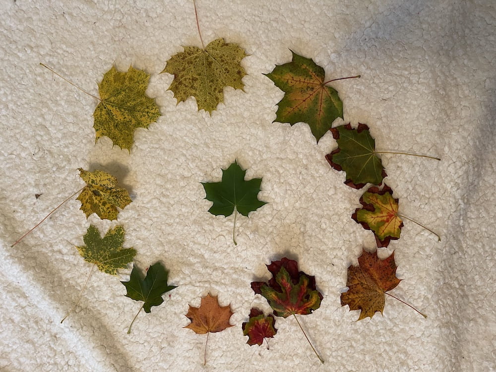 a Color Change Circle of maple leaves from green to blends of yellow and red to orange.