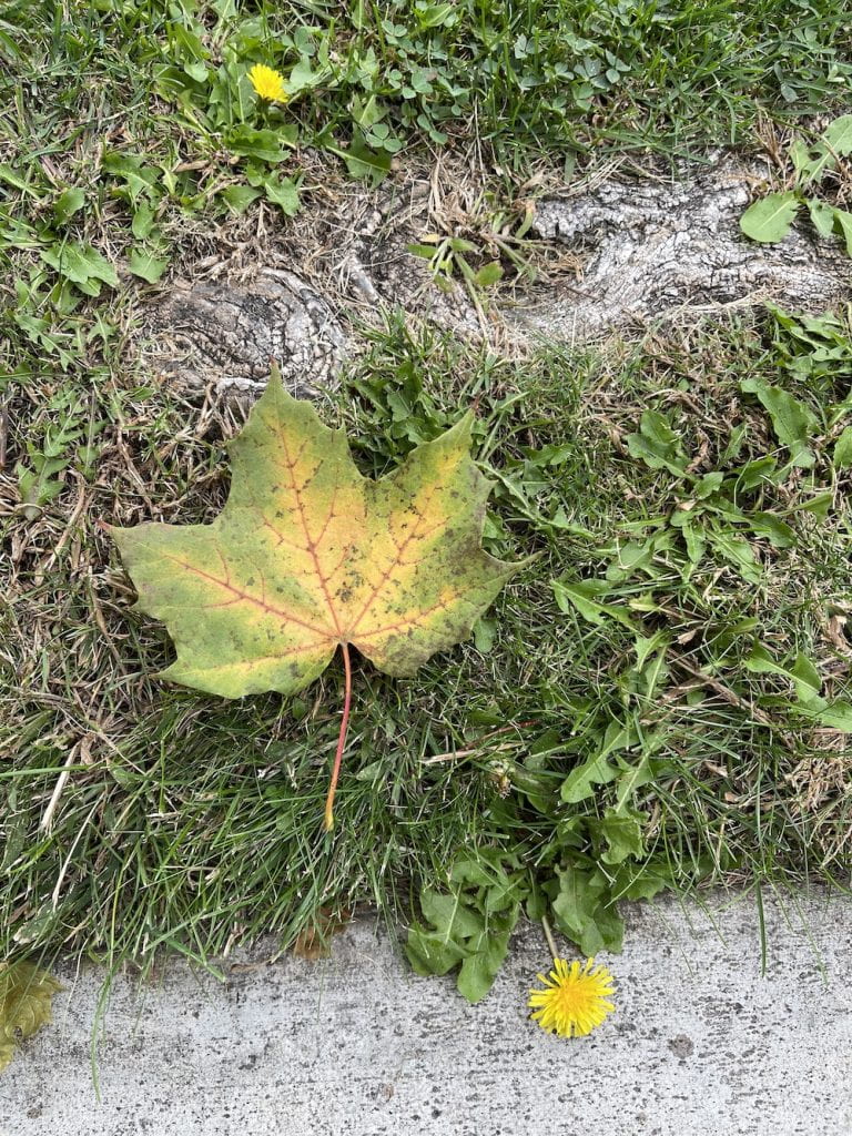 stunning autumn maple leaf, green on edges, yellow in middle, with red veins.