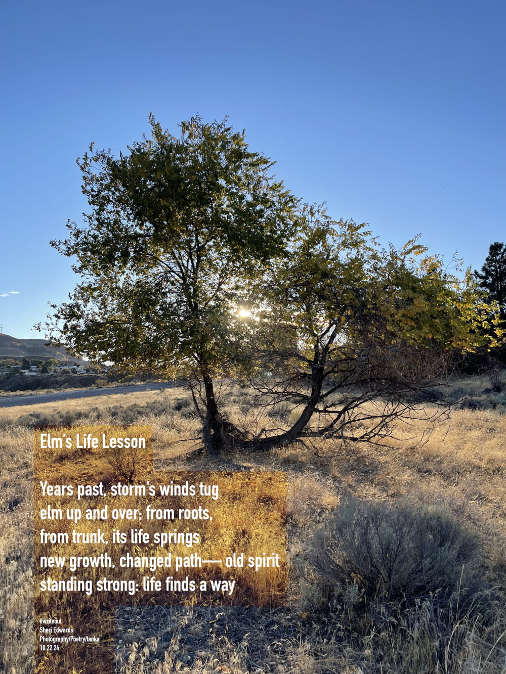 elm tree still growing after being tipped over about thirty years ago -- and poem by Sheri42