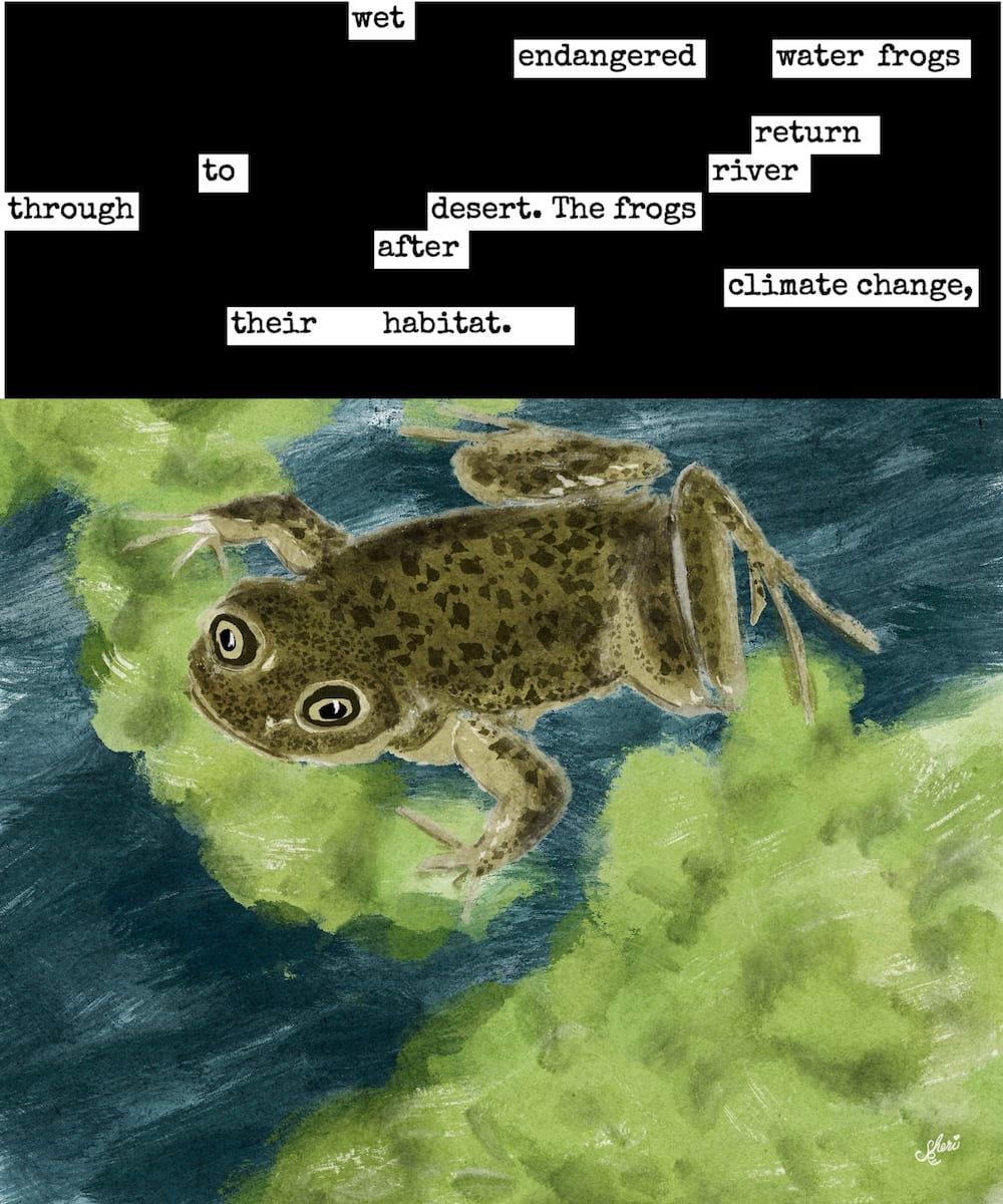 endangered frog "Rana del Loa" returned to river; blackout poetry: wet endangered water frogs return to river through desert. the frogs after climate change, their habitat."