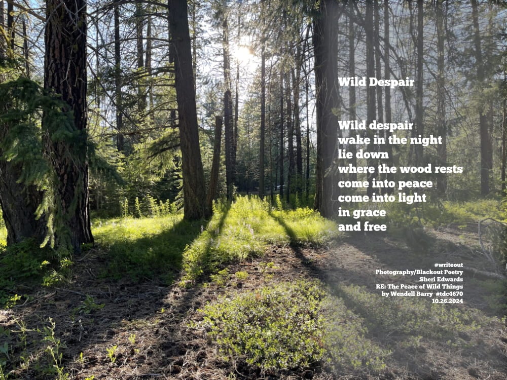 a restful woods coming into the light; Nason Creek Rest Area I-90, Washington State and the poem