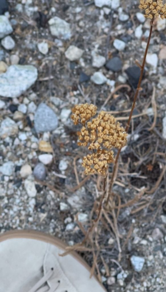 yarrow, brown and stiff, in autumn