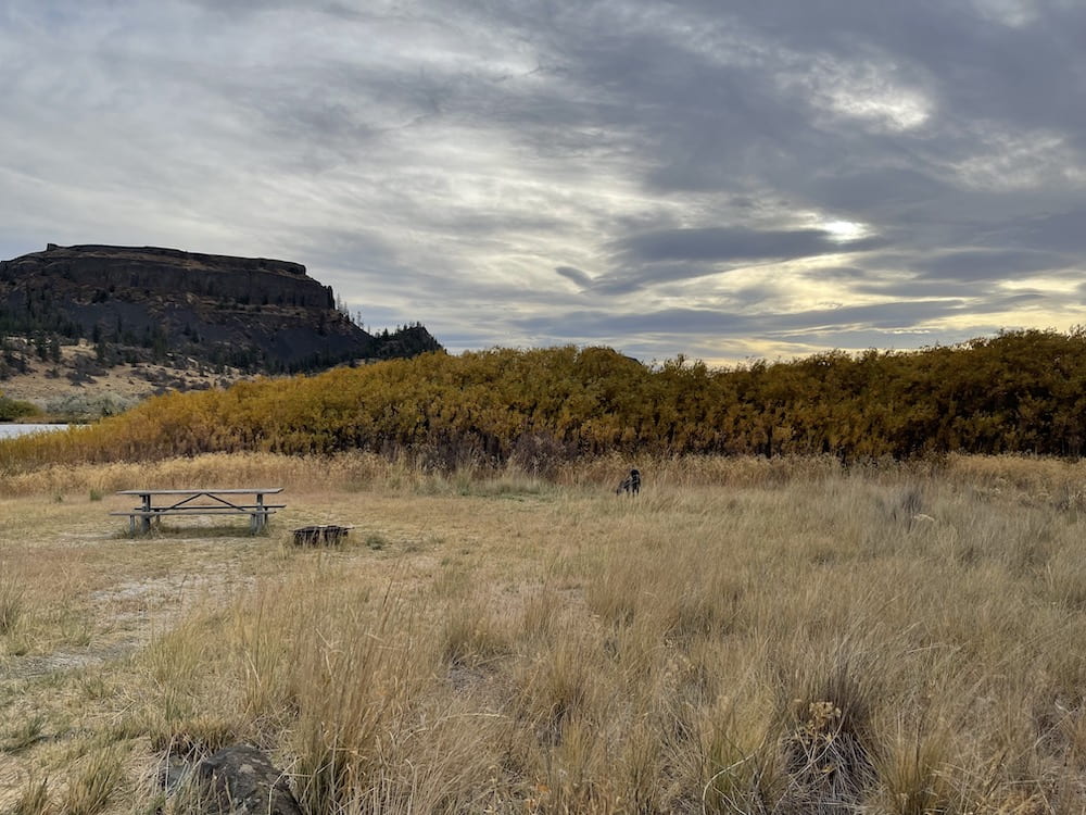 mounded grove of coyote willow