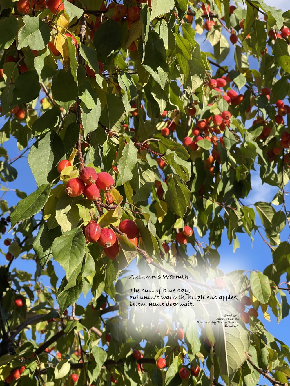 our crab apple tree against a n autumn blue sky with poem by Sheri42