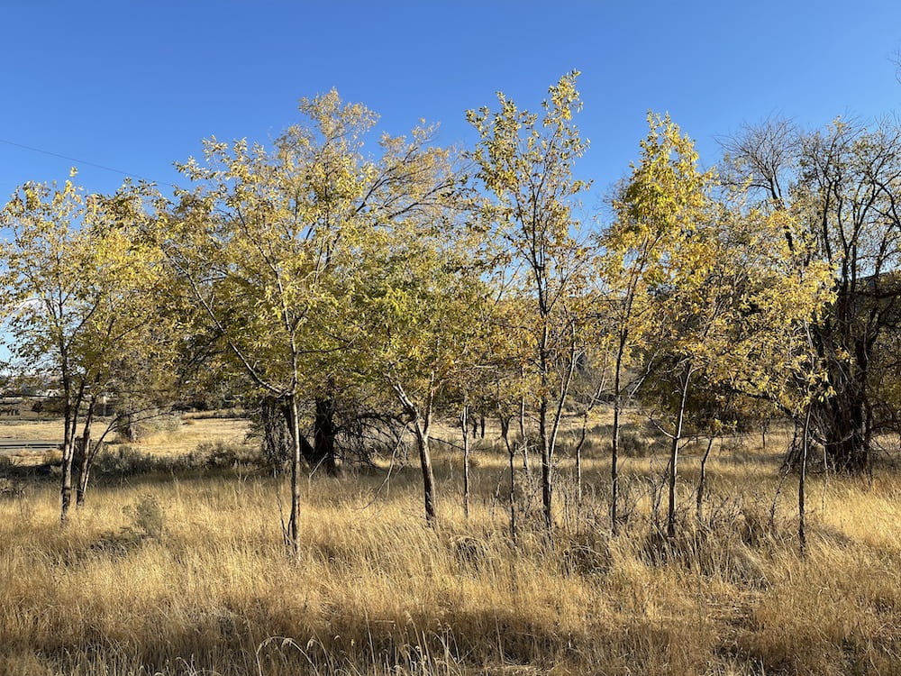 a surprise-- been by these many times without noticing, just off the path, beyond larger elms