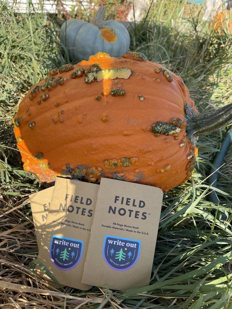 green pumpkin with orange insides eaten by mule deer with field notebooks beside it