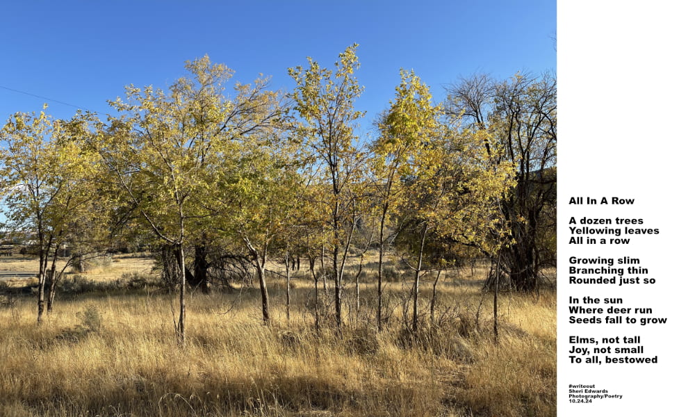 a surprise-- been by these many times without noticing, just off the path, beyond larger elms -- and the poem