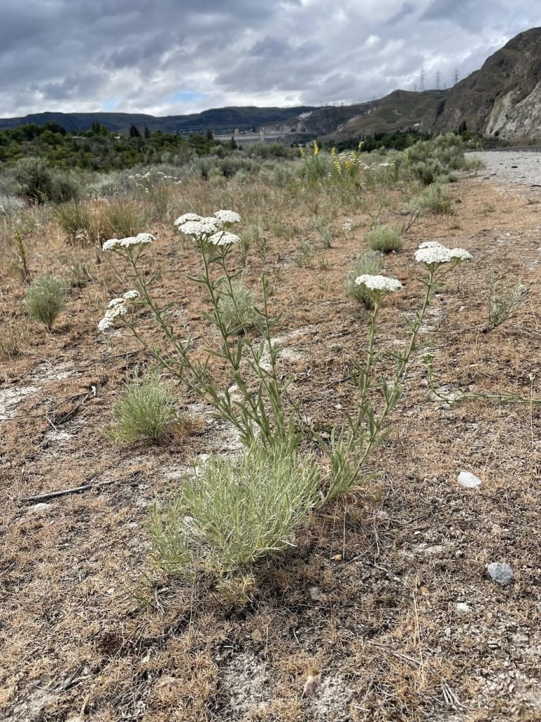 yarrow in summer