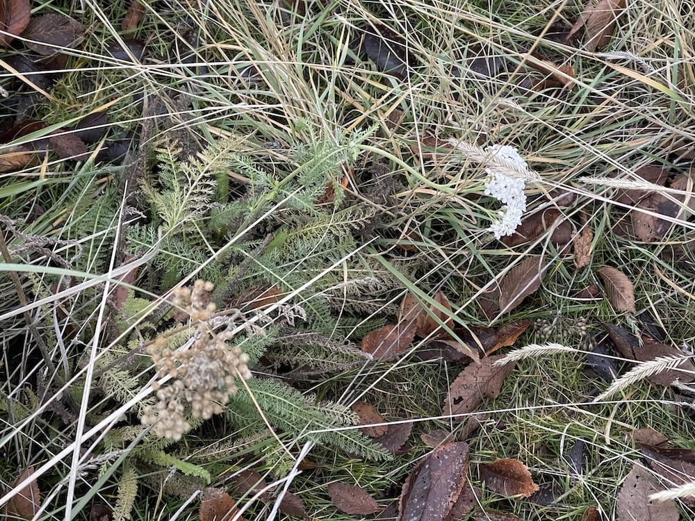 Yarrow last December 2023 sprouting [climate change